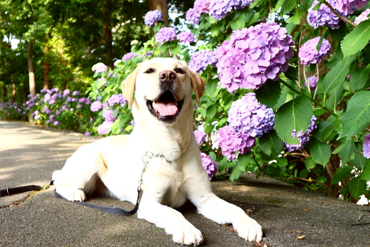 デイサービスとこわか庭園　アニマルセラピー写真
